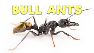 Ant Room Tour  Bull Ants [upl. by Harv939]