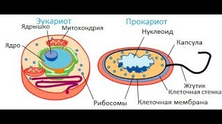 Прокариоты Эукариоты [upl. by Teragramyram559]