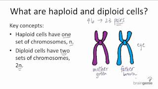 521 Haploid v Diploid [upl. by Huai]