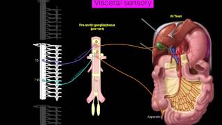 Sympathetics GI [upl. by Adon]