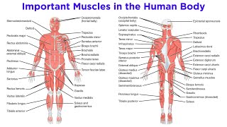 The Muscular System [upl. by Gomar]