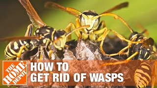 How to Get Rid of Wasps Around the House  The Home Depot [upl. by Llirpa]