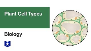 Plant Cell Types  Biology [upl. by Welcy]