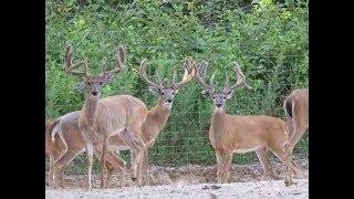 1765 acre Game Fenced Hunting Ranch For Sale in Hardeman County  7500000 [upl. by Kacy205]