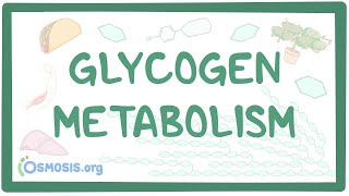 Glycogen metabolism [upl. by Alithia]