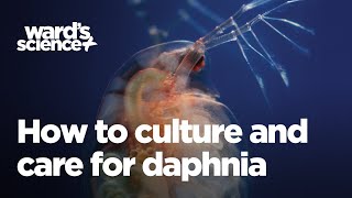 Caring and Culturing for Daphnia [upl. by Alithea816]