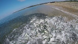 Giant Bluefish Underwater Feeding Frenzy amp Underwater Popper Strikes [upl. by Iyre508]