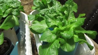 Easy to Grow Hydroponic Lettuce Using the Kratky Method [upl. by Renelle]