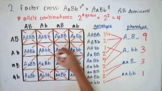 Probability and Mendelian Genetics [upl. by Necaj475]