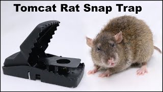 The Tomcat Rat Snap Trap amp A Bobcat Mousetrap Monday [upl. by Haleelahk]