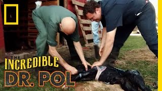 Pulling a Calf  The Incredible Dr Pol [upl. by Johna]