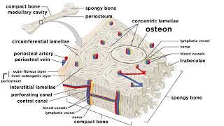 Bones Structure and Types [upl. by Gorski]