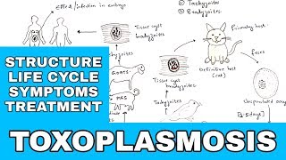 Toxoplasmosis  Toxoplasma gondii  Structure Life cycle Symptoms Treatment  Bio science [upl. by Waterman]