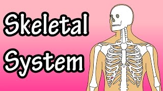 The Skeletal System  Skeletal System Functions  Skeletal System Basics [upl. by Ueik]