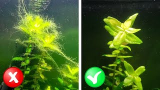 How to Balance a Planted Tank  StepbyStep Guide [upl. by Lemmy]