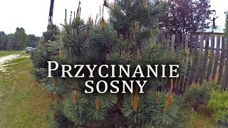 Przycinanie formowanie sosny  szkodniki [upl. by Simonetta]