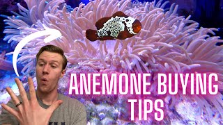 5 Things You Need to Know Before Getting an Anemone  Watch Before You Buy [upl. by Latini25]