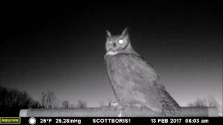 Great Horned Owl male calls in a female for quotdate nightquot on the perch February 2017 [upl. by Ahtel]