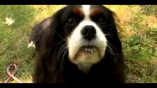 Dogs 101  Cavalier King Charles Spaniel [upl. by Sorci]