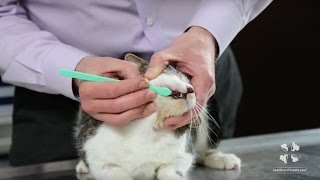 How to Brush Your Cats Teeth  Vet Tutorial [upl. by Ainavi272]