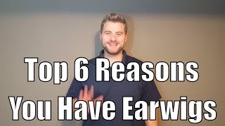 Top 6 reasons you have earwigs [upl. by Nidia]