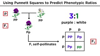 Mendelian Genetics and Punnett Squares [upl. by Gregor93]