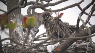 ძერა  black kite  milvus migrans migrans [upl. by Vivia351]