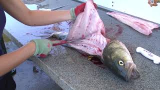 How to Fillet a Rockfish Striped Bass  Dexter Outdoors [upl. by Atiraj]