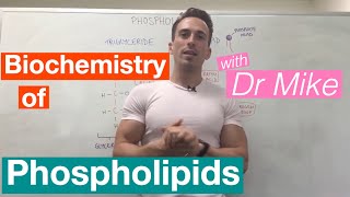 Phospholipids  Biochemistry [upl. by Bruns]