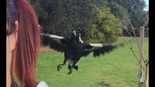 Visiting Juvenile Australian Magpies [upl. by Ailegave577]