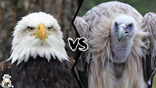 EAGLE VS VULTURE  Which is The Strongest [upl. by Sorkin]