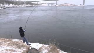 NORWAY fishing Saltstraumen [upl. by Hcelemile199]