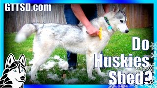 How much do Huskies SHED  FURminator Siberian Husky [upl. by Lauro900]