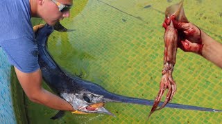 SWORDFISH Eats MASSIVE Squid amp JAWS Takes IT Awesome [upl. by Jecon]