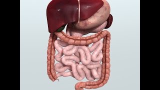 Anatomy and Physiology of Digestive System [upl. by Yeuh19]