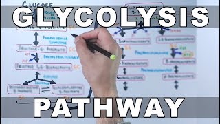 Glycolysis Pathway [upl. by Yeltihw]