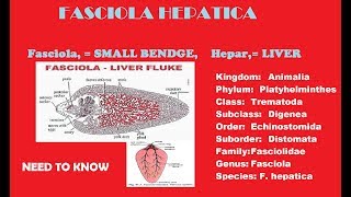 Fasciola Hepatica liver fluke completes notes with full discussion [upl. by Akieluz]