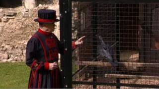 The ravens Guardians of the Tower of London [upl. by Hanni]