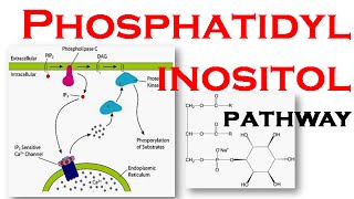 Phosphatidylinositol pathway [upl. by Jules193]