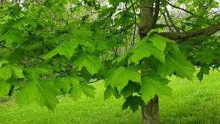 ID That Tree Black Maple [upl. by Akcirahs]