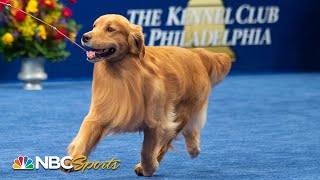 National Dog Show 2019 Best in Show Full Judging  NBC Sports [upl. by Isaacson130]