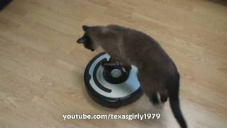 Cat shows HOW TO use iRobot Roomba Vacuum [upl. by Charbonneau]