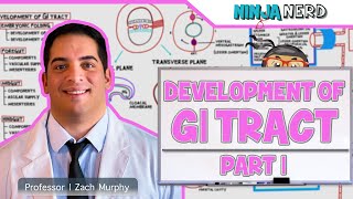 Gastrointestinal  Development amp Embryology of the GI Tract Part 1 [upl. by Nibaj]