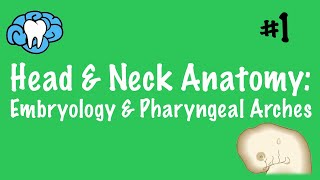 Head amp Neck Anatomy  Embryology amp Pharyngeal Arches  INBDE [upl. by Duile]