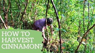 How to harvest Ceylon Cinnamon [upl. by Yenahs]