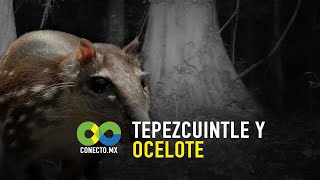 Tepezcuintle y ocelote [upl. by Elawalo]