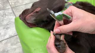 How to Trim Your Dogs Dark Nails [upl. by Nelyk]