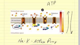 Pharmacokinetics and Drug Absorption Veterinary Pharmacology [upl. by Nnyrat749]