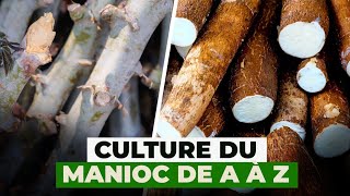 Culture du manioc de A à Z [upl. by Rramahs960]