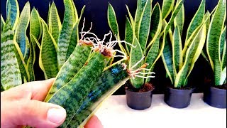 How to Propagate a Snake Plant very easy  Sansaveria [upl. by Amersham]